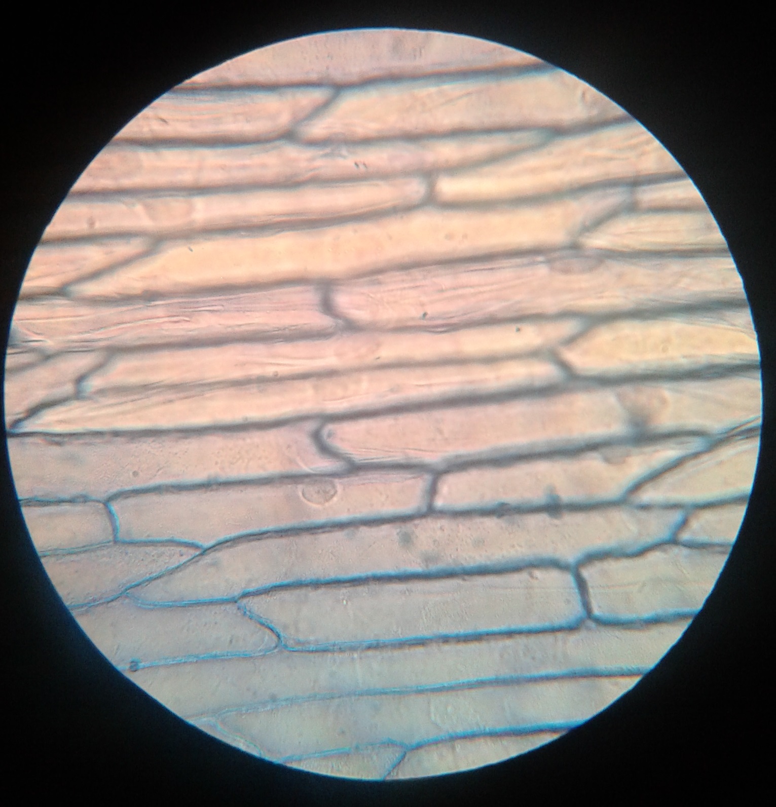 Stained onion epidermis under a light microscope: elongated cells with blue boundaries and a darker oval nucleus towards the lower left.